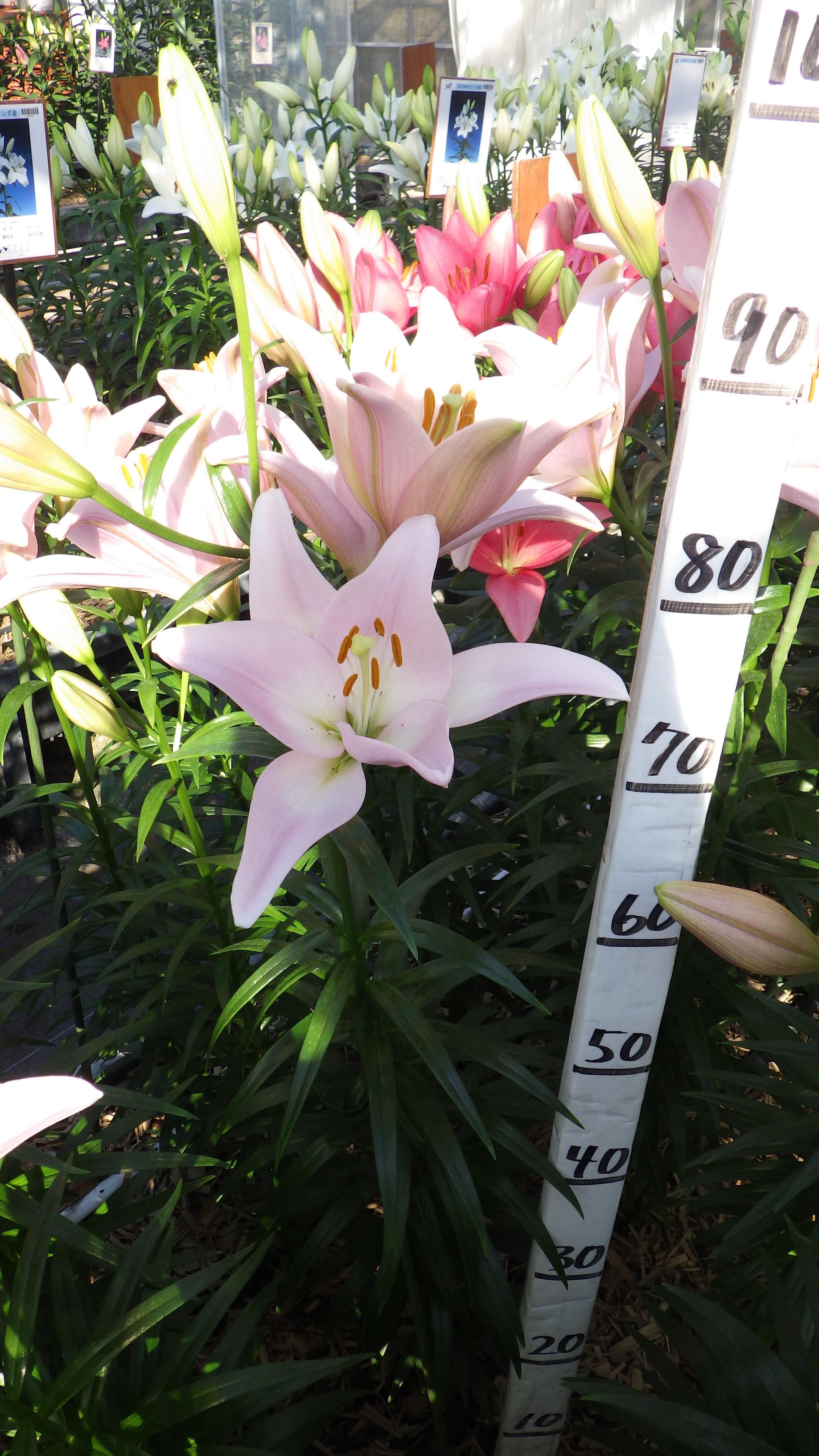 パーティーダイアモンド